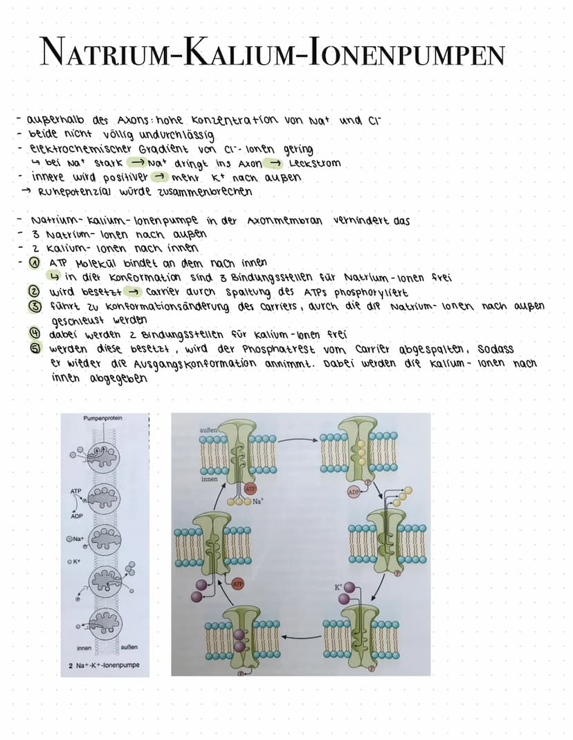 NERVEN
Zellen
BAU EINES NEURONS
You
ZELLKERN
AXONHÜGEL
Lost Aktions-
potenziale aus
AXON
Leitet Impulse vom
Soma zu den
synaptischen Endigun