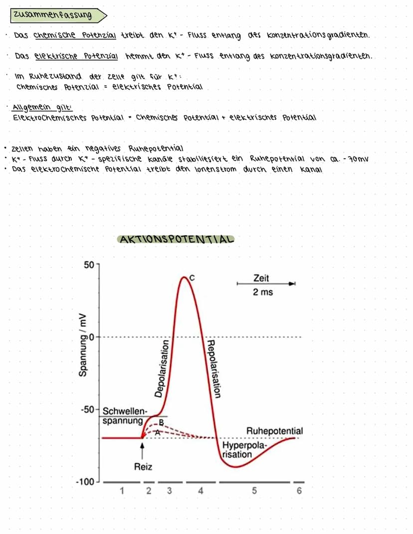 NERVEN
Zellen
BAU EINES NEURONS
You
ZELLKERN
AXONHÜGEL
Lost Aktions-
potenziale aus
AXON
Leitet Impulse vom
Soma zu den
synaptischen Endigun