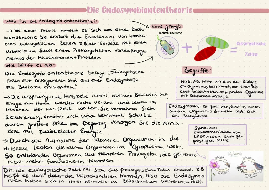 Die Endosymbiontentheorie 