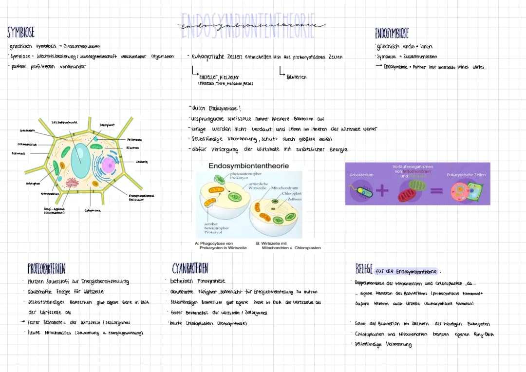 Endosymbiontentheorie