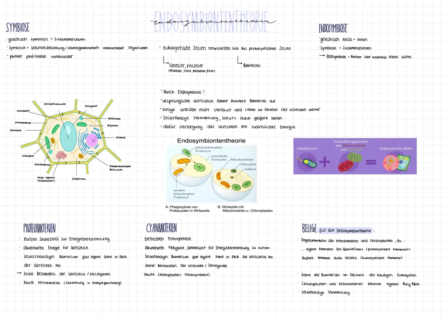 SYMBIOSE
·griechisch symbiosis = Zusammenleben
• Symbiose = Wechsel beziehung / Lebensgemeinschaft verschiedener organismen
partner profitie