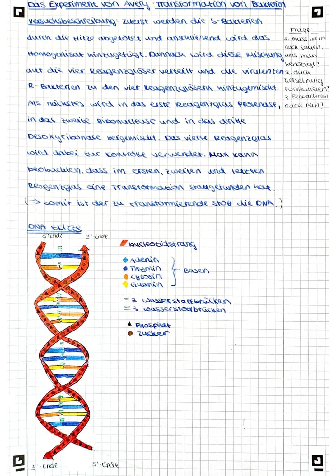 Das Experiment von Avery Transformation von Bakterien
versuchsbeschreibung: zuerst werden die S-Bakterien
benötigt?
Zielsetzung
3. Becacuran