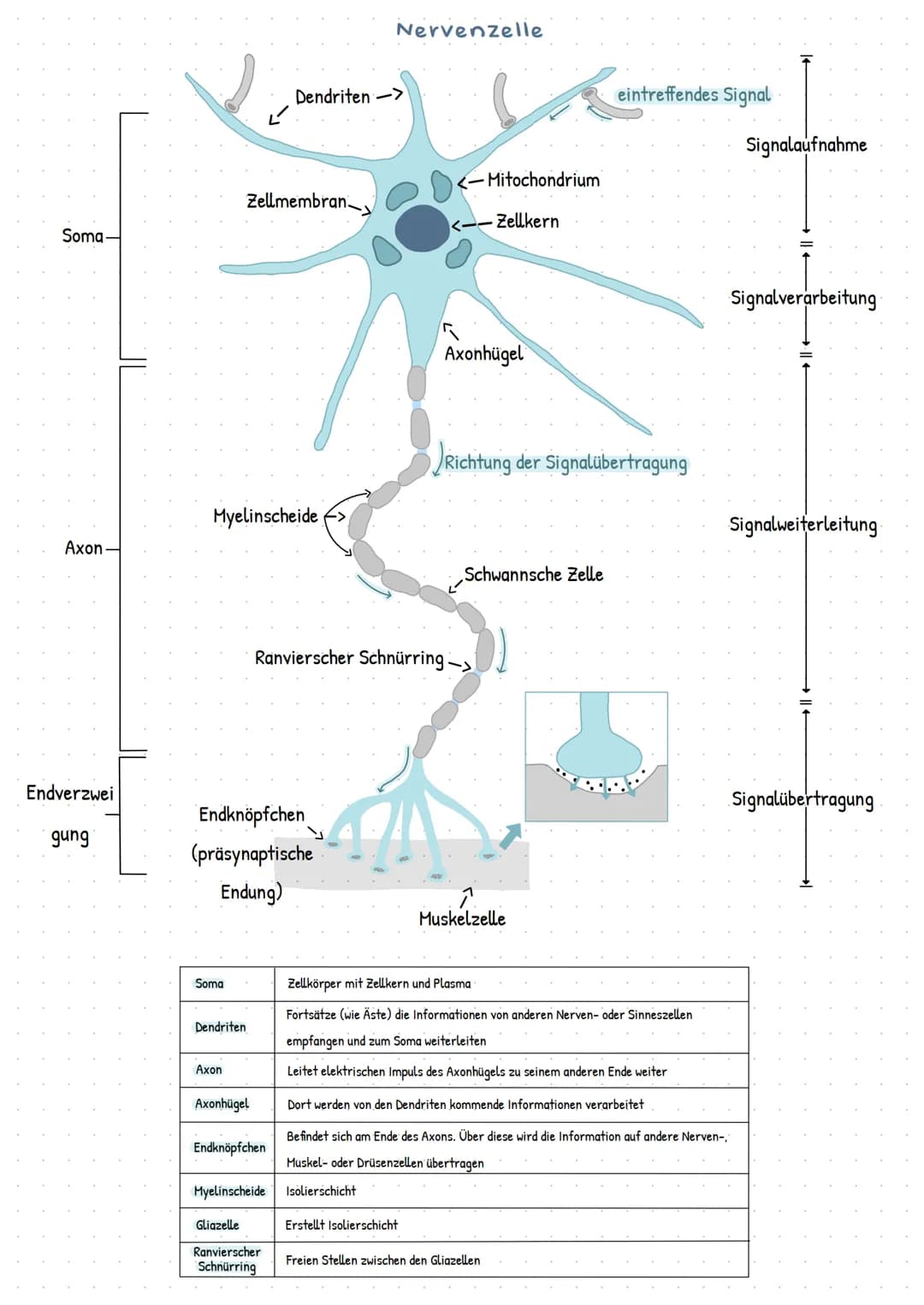 Soma
Axon
Endverzwei
gung
Myelinscheide
Soma
Dendriten
Zellmembran
Endknöpfchen
(präsynaptische
Endung)
Axon
Axonhügel
Dendriten ->
Endknöpf