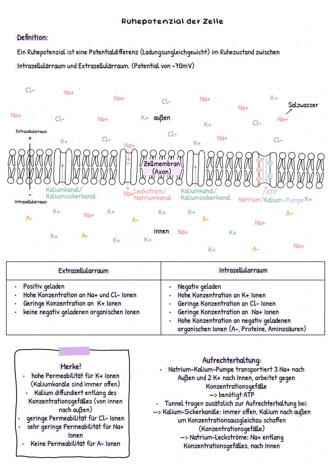 Soma
Axon
Endverzwei
gung
Myelinscheide
Soma
Dendriten
Zellmembran
Endknöpfchen
(präsynaptische
Endung)
Axon
Axonhügel
Dendriten ->
Endknöpf