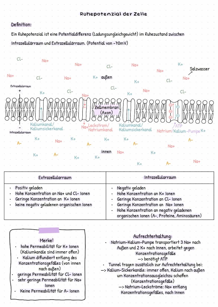 Soma
Axon
Endverzwei
gung
Myelinscheide
Soma
Dendriten
Zellmembran
Endknöpfchen
(präsynaptische
Endung)
Axon
Axonhügel
Dendriten ->
Endknöpf