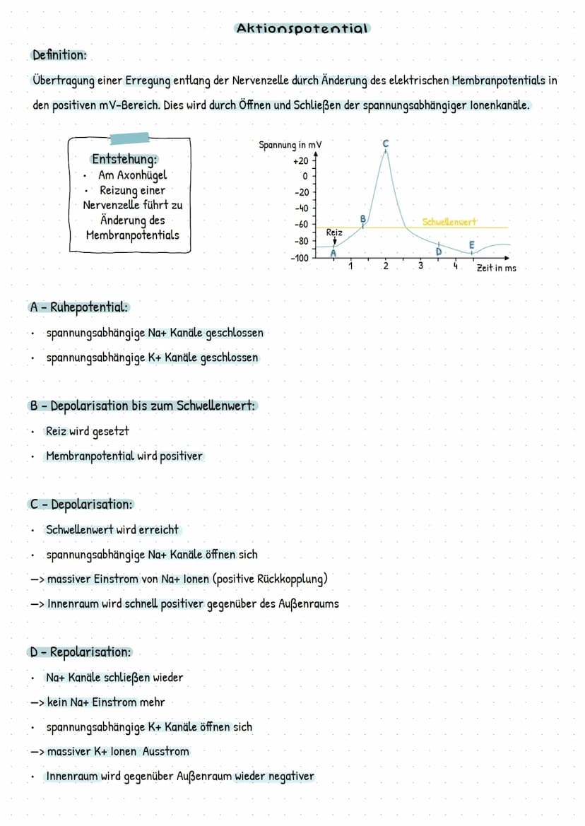 Soma
Axon
Endverzwei
gung
Myelinscheide
Soma
Dendriten
Zellmembran
Endknöpfchen
(präsynaptische
Endung)
Axon
Axonhügel
Dendriten ->
Endknöpf