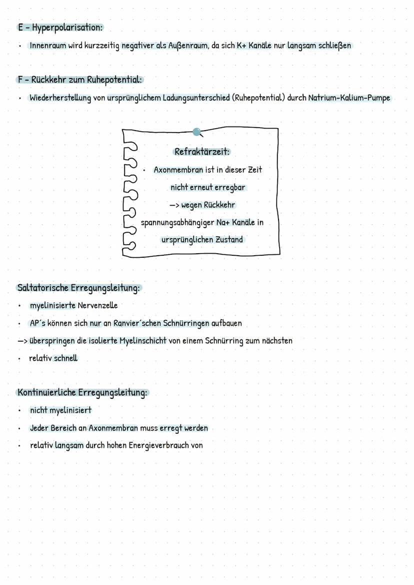 Soma
Axon
Endverzwei
gung
Myelinscheide
Soma
Dendriten
Zellmembran
Endknöpfchen
(präsynaptische
Endung)
Axon
Axonhügel
Dendriten ->
Endknöpf