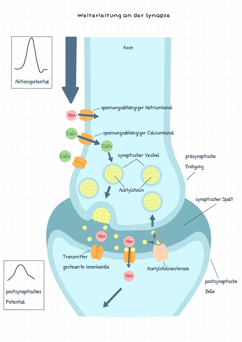 Soma
Axon
Endverzwei
gung
Myelinscheide
Soma
Dendriten
Zellmembran
Endknöpfchen
(präsynaptische
Endung)
Axon
Axonhügel
Dendriten ->
Endknöpf