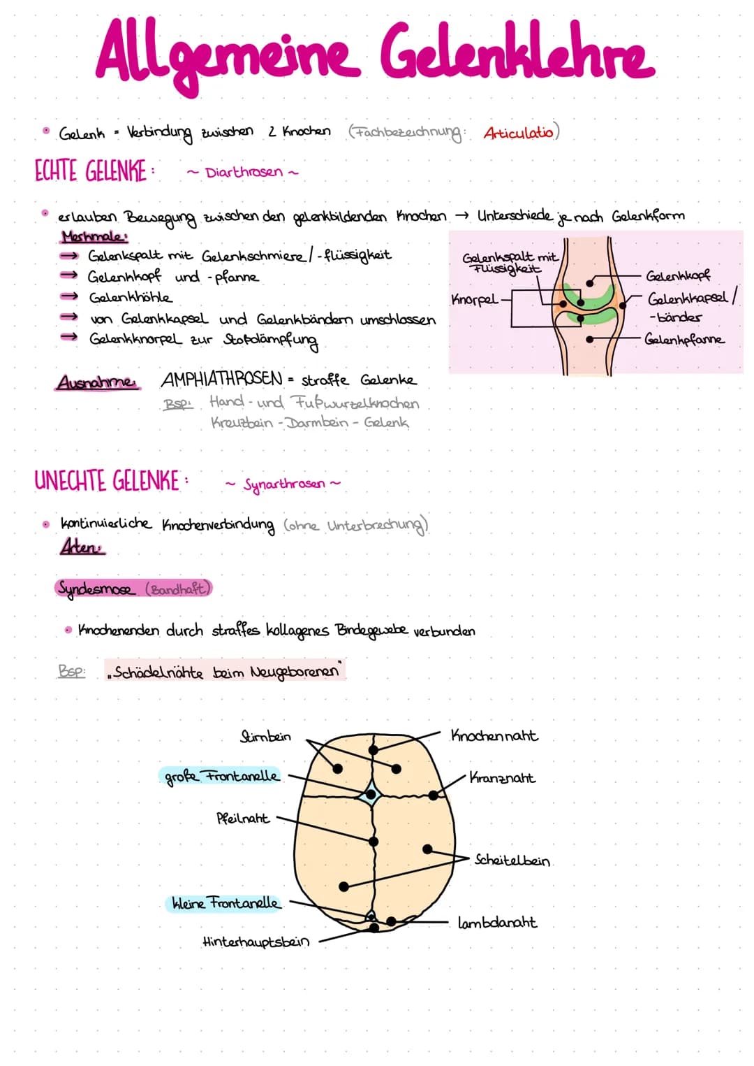Allgemeine Gelenklehre
• Gelenk = Verbindung zwischen 2 Knochen (Fachbezeichnung: Articulatio)
ECHTE GELENKE
:
Diarthrasen ~
erlauben Bewegu