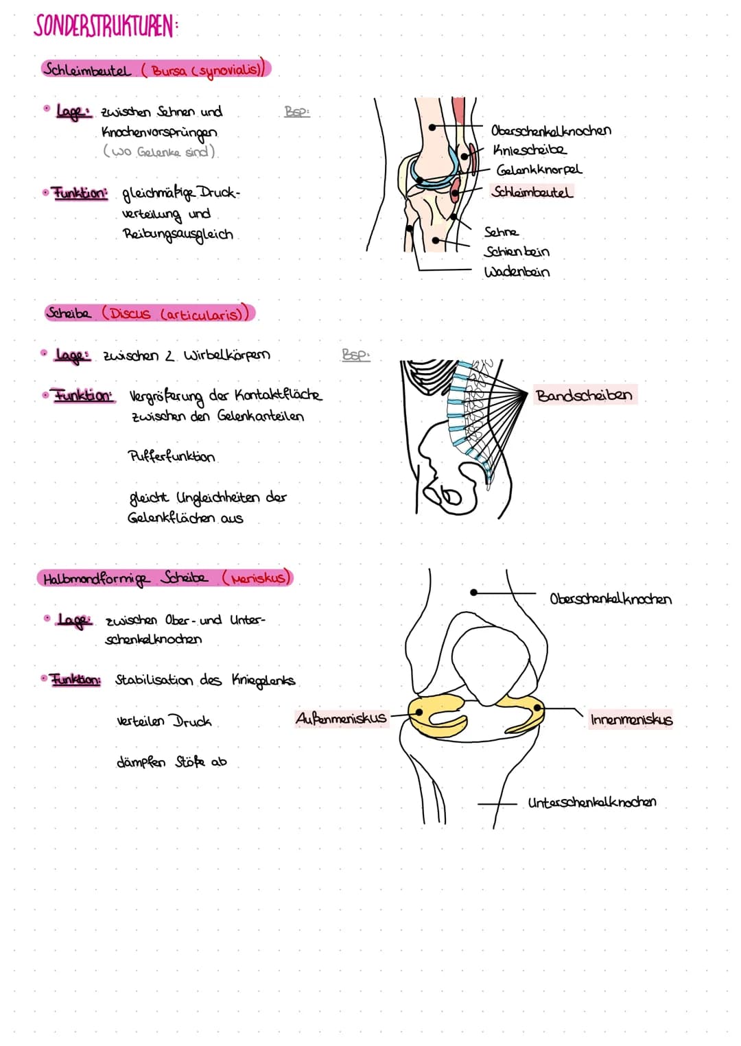 Allgemeine Gelenklehre
• Gelenk = Verbindung zwischen 2 Knochen (Fachbezeichnung: Articulatio)
ECHTE GELENKE
:
Diarthrasen ~
erlauben Bewegu