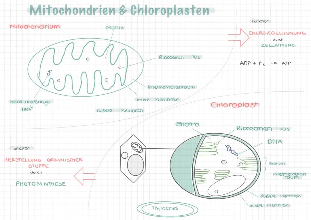 Aufbau Mitochondrien/ Chloroplasten 