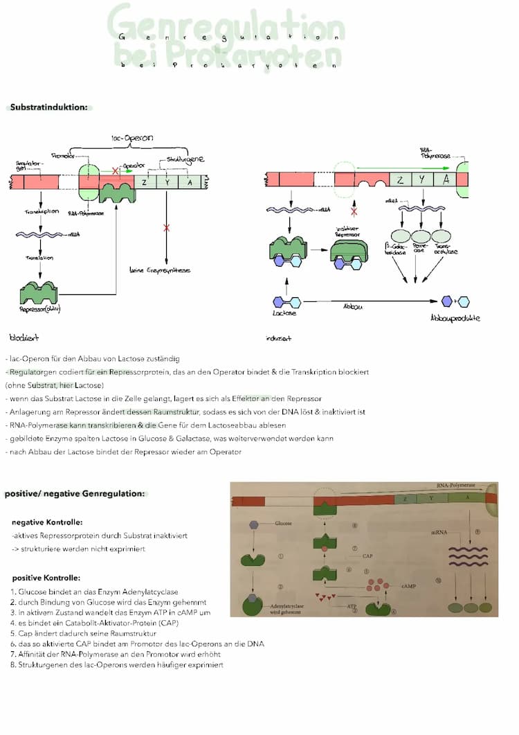 Know Genregulation+Epigenetik+Stammbaumanalyse  thumbnail
