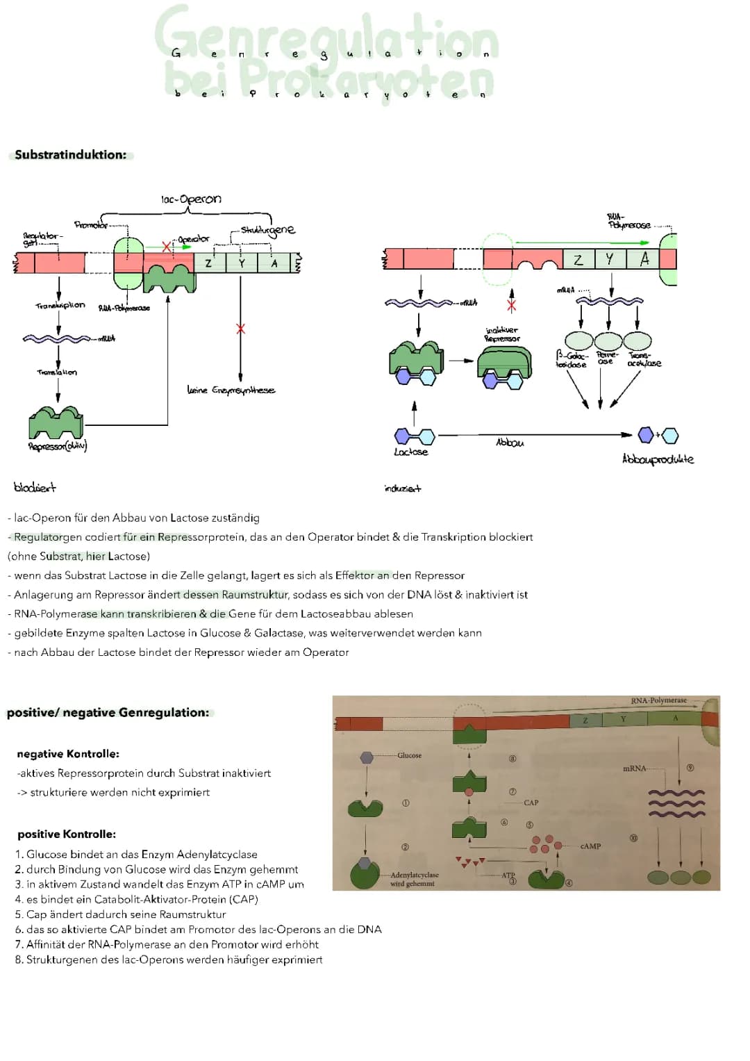Genregulation+Epigenetik+Stammbaumanalyse 