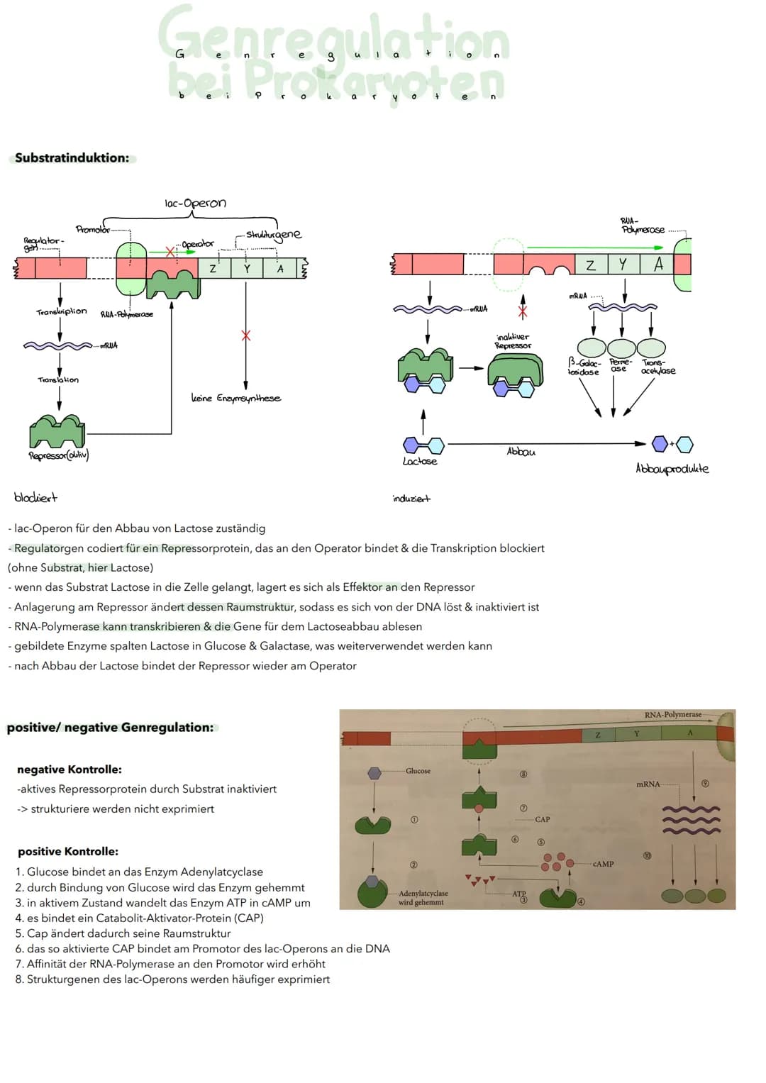 Substratinduktion:
Regulator-
gen
Promotor
Transkription
Translation
Repressor(autiv)
blockiert
RUA-Polymerase
-MRUA
Genregulation
bei Proka