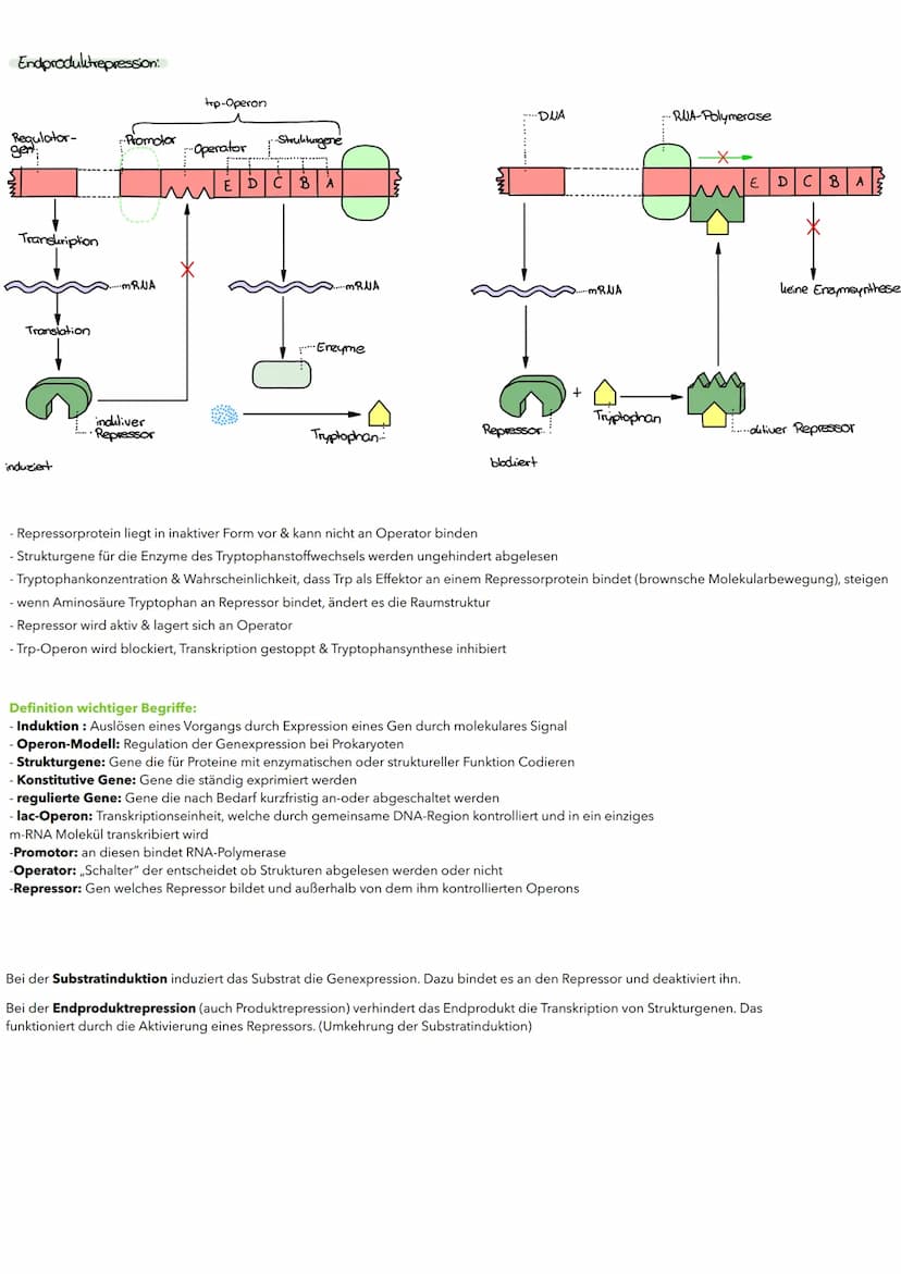Substratinduktion:
Regulator-
gen
Promotor
Transkription
Translation
Repressor(autiv)
blockiert
RUA-Polymerase
-MRUA
Genregulation
bei Proka