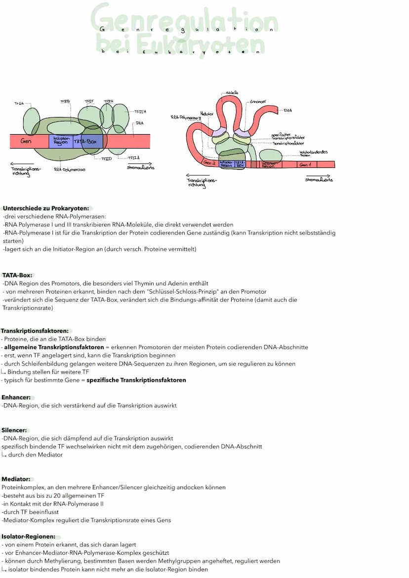 Substratinduktion:
Regulator-
gen
Promotor
Transkription
Translation
Repressor(autiv)
blockiert
RUA-Polymerase
-MRUA
Genregulation
bei Proka