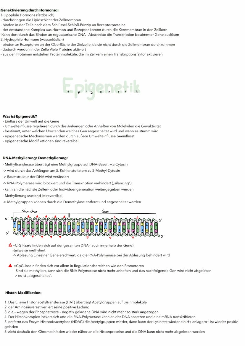 Substratinduktion:
Regulator-
gen
Promotor
Transkription
Translation
Repressor(autiv)
blockiert
RUA-Polymerase
-MRUA
Genregulation
bei Proka