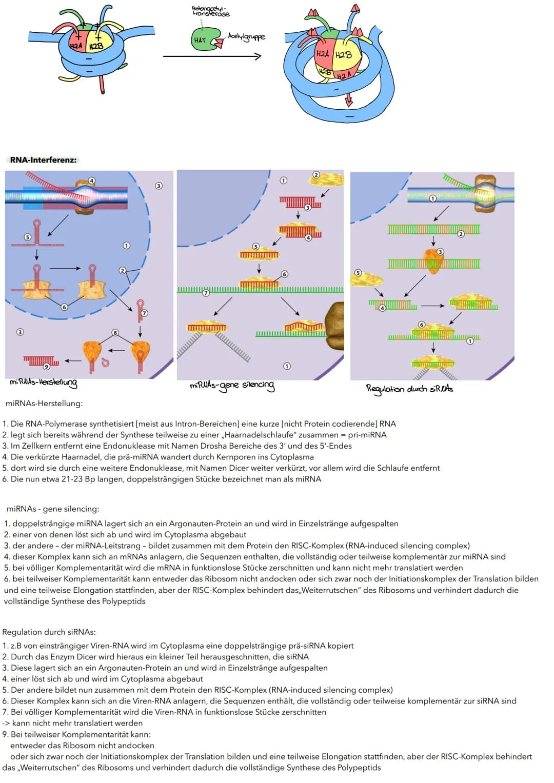Substratinduktion:
Regulator-
gen
Promotor
Transkription
Translation
Repressor(autiv)
blockiert
RUA-Polymerase
-MRUA
Genregulation
bei Proka