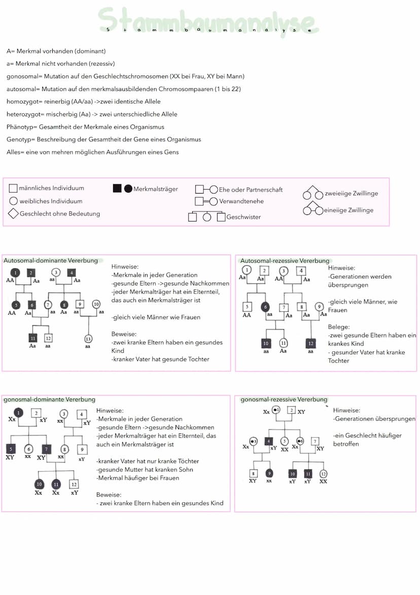 Substratinduktion:
Regulator-
gen
Promotor
Transkription
Translation
Repressor(autiv)
blockiert
RUA-Polymerase
-MRUA
Genregulation
bei Proka