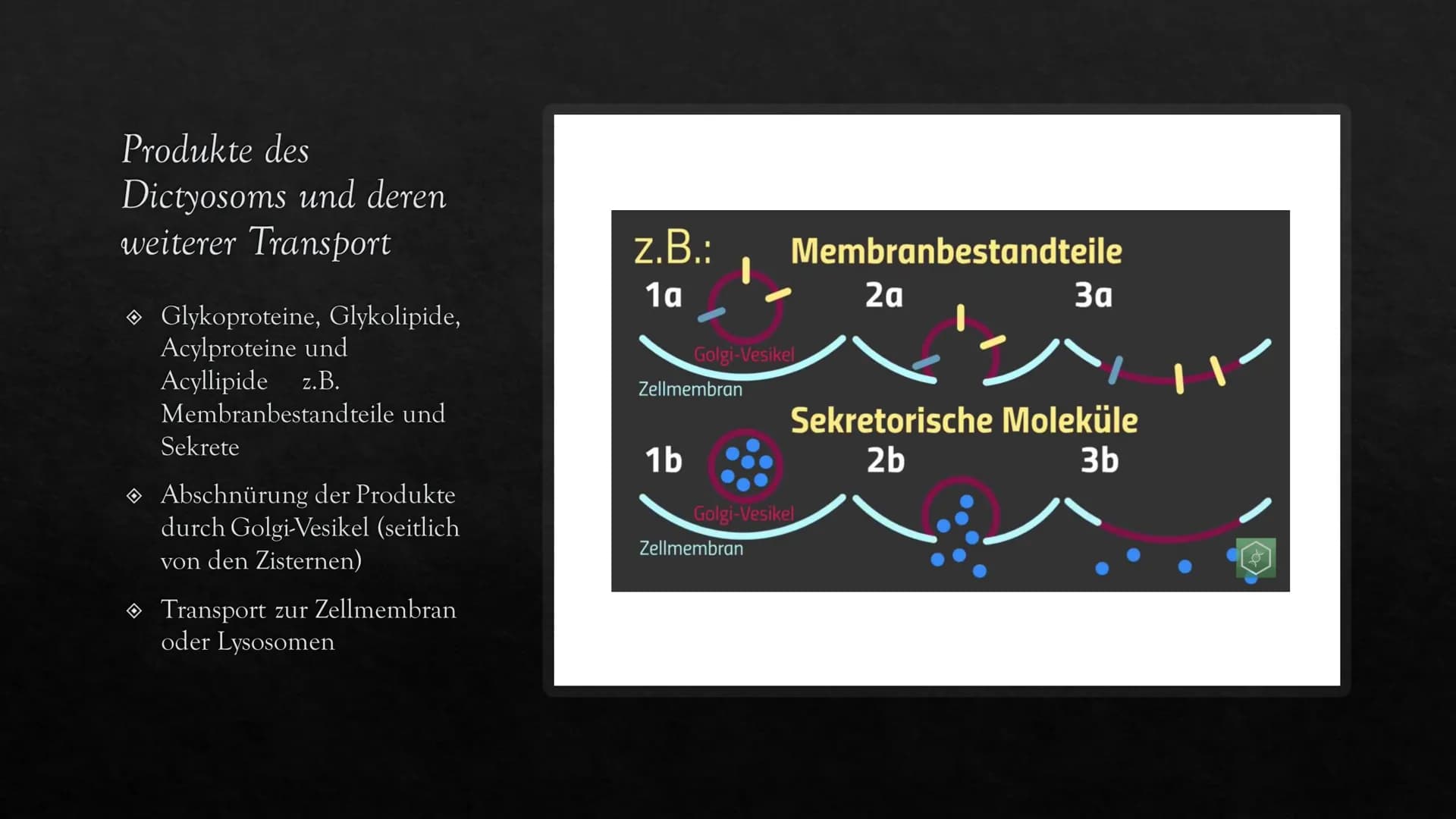 Dictyosomen
Der Golgi- Apparat
630 Inhalt der
Präsentation
Entdeckung des Golgi-Apparats
→ Was ist der Golgi-Apparat? Was ist ein Dictyosom?
