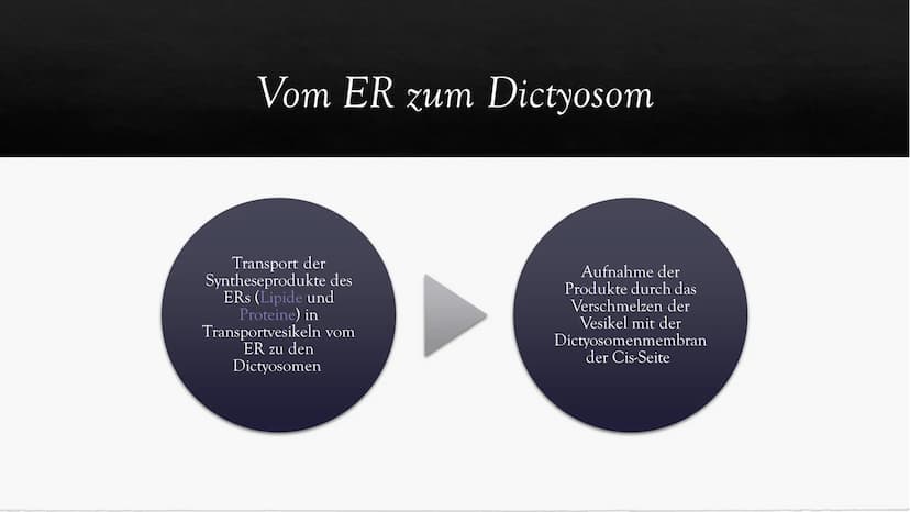 Dictyosomen
Der Golgi- Apparat
630 Inhalt der
Präsentation
Entdeckung des Golgi-Apparats
→ Was ist der Golgi-Apparat? Was ist ein Dictyosom?