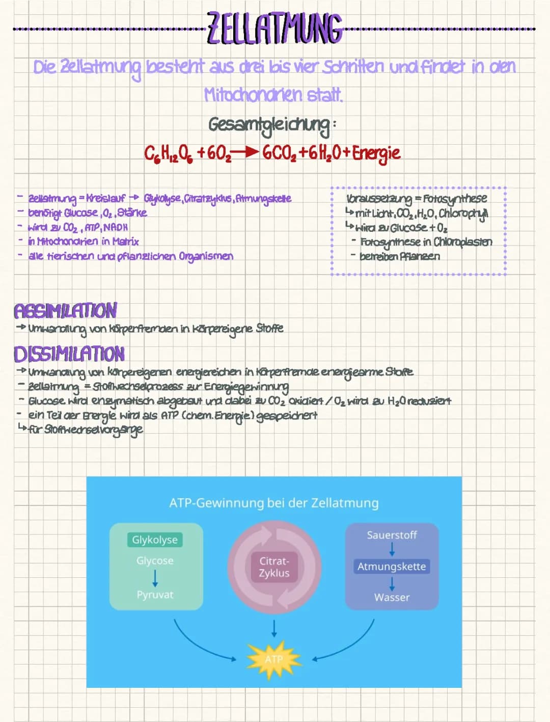 Q3 Biologie Zellatmung