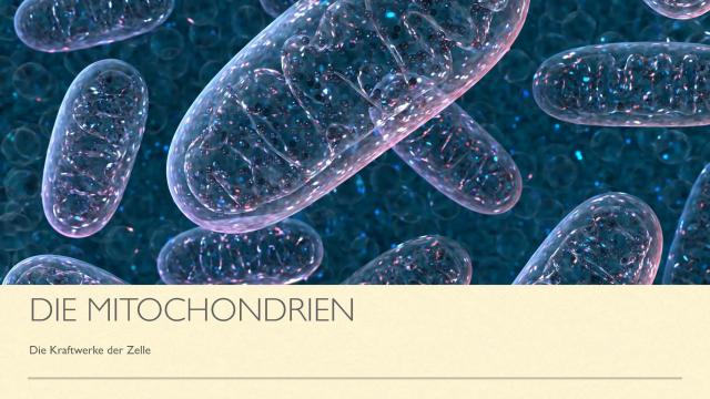 Know Mitochondrien Präsentation  thumbnail