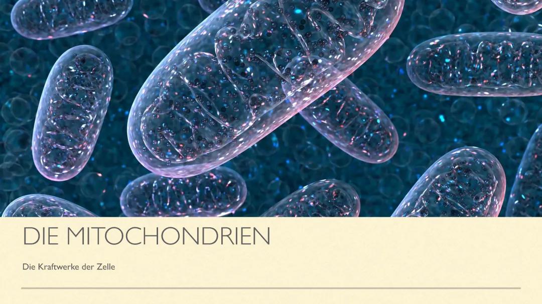 Mitochondrien Präsentation 