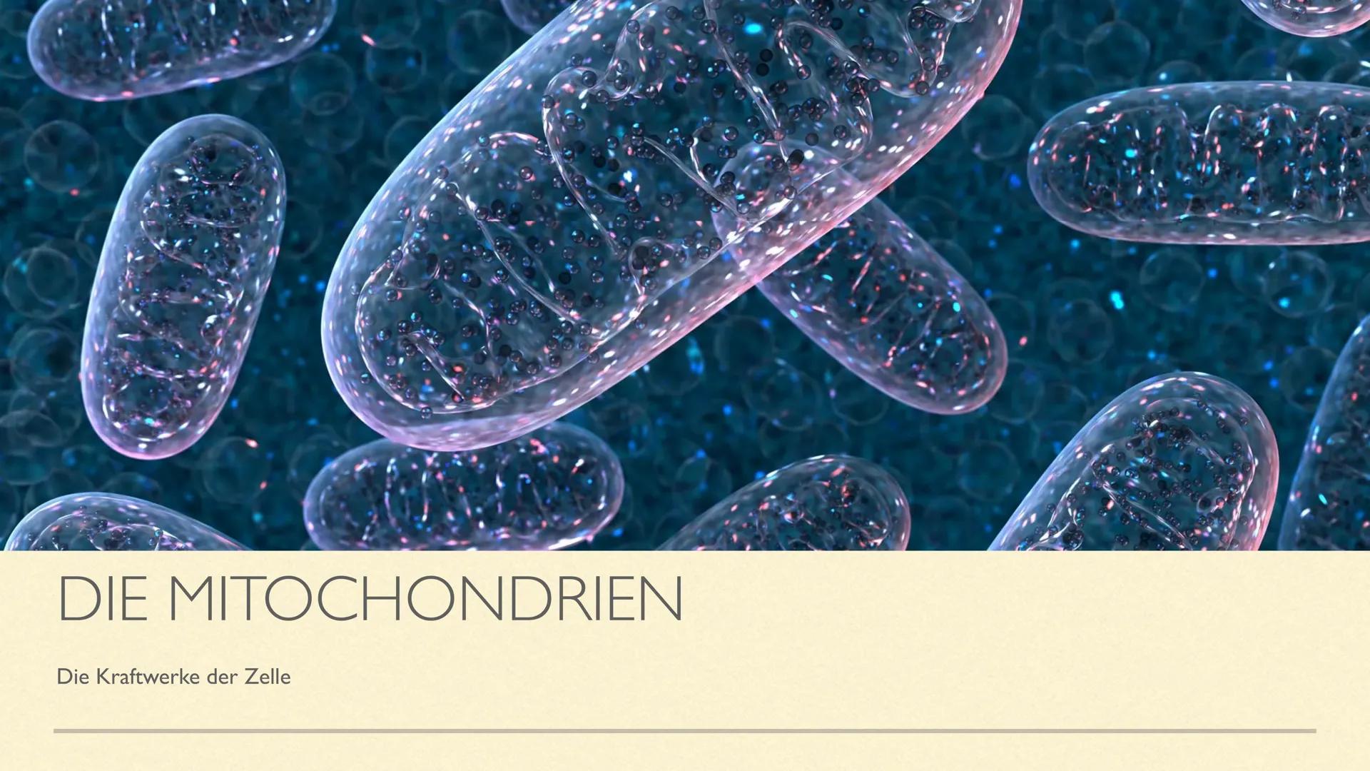 DIE MITOCHONDRIEN
Die Kraftwerke der Zelle MITOCHONDRIEN
Sie sind kleine Zellorganellen in tierischen und pflanzlichen Zellen
Sie kommen nur