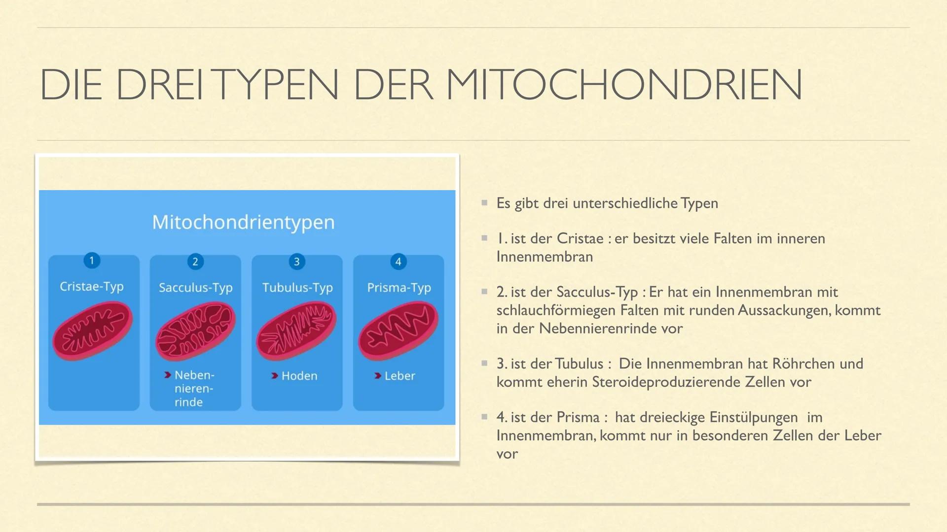 DIE MITOCHONDRIEN
Die Kraftwerke der Zelle MITOCHONDRIEN
Sie sind kleine Zellorganellen in tierischen und pflanzlichen Zellen
Sie kommen nur