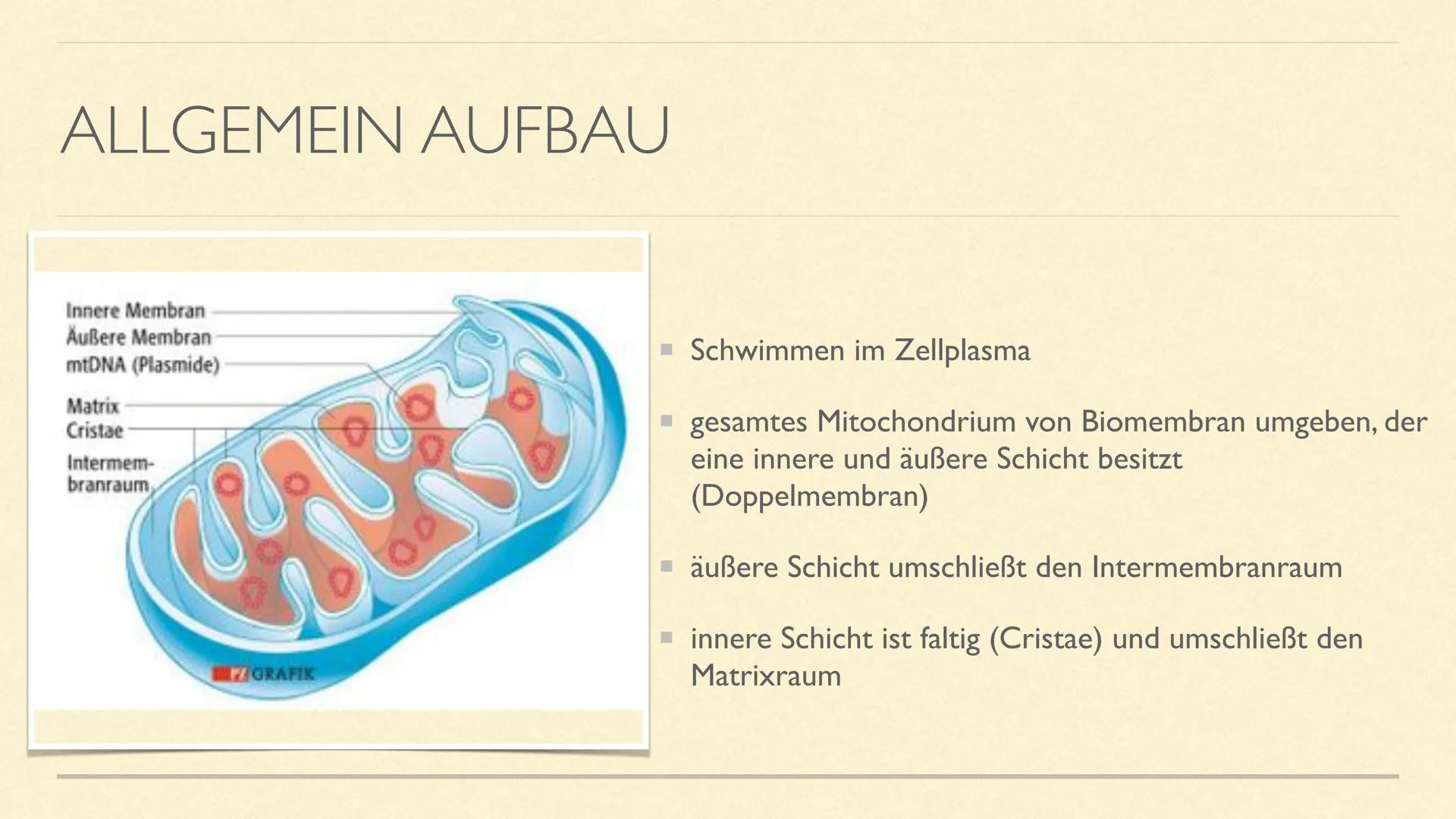 DIE MITOCHONDRIEN
Die Kraftwerke der Zelle MITOCHONDRIEN
Sie sind kleine Zellorganellen in tierischen und pflanzlichen Zellen
Sie kommen nur
