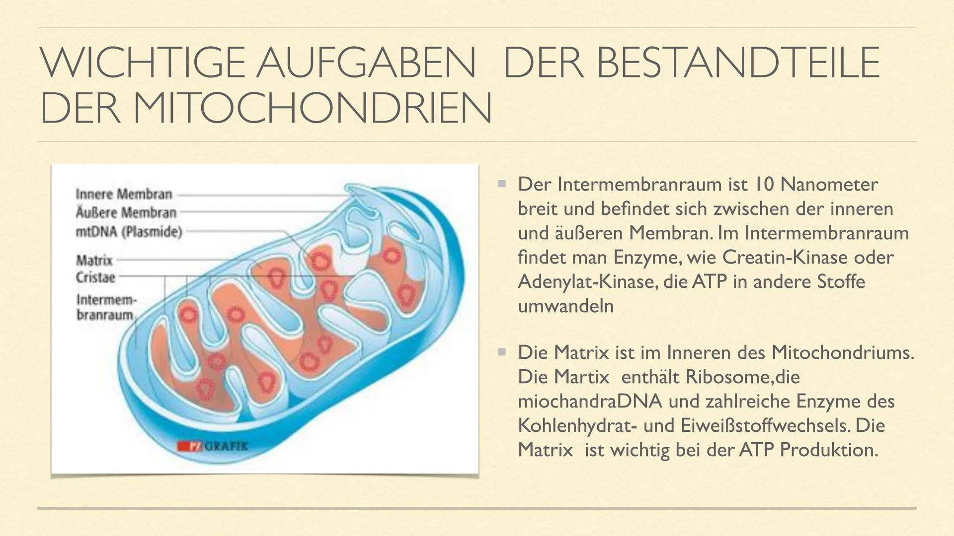 DIE MITOCHONDRIEN
Die Kraftwerke der Zelle MITOCHONDRIEN
Sie sind kleine Zellorganellen in tierischen und pflanzlichen Zellen
Sie kommen nur