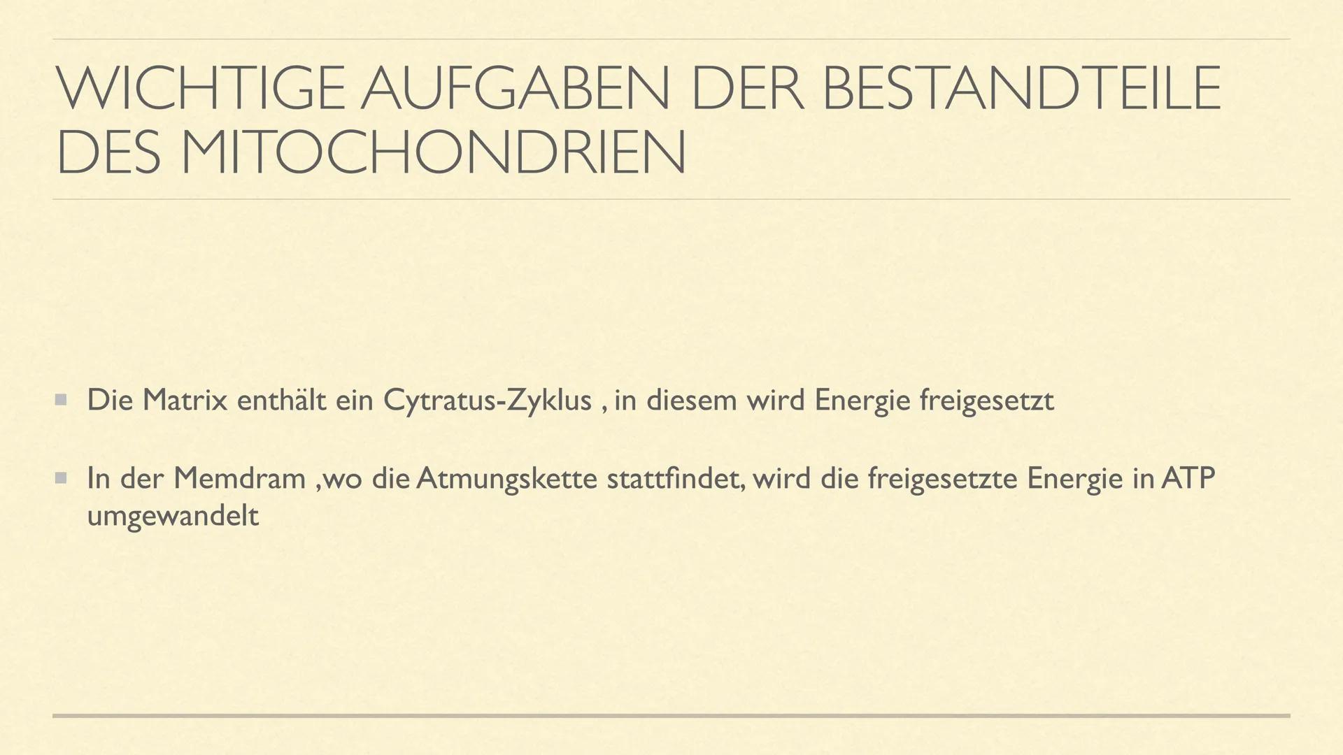 DIE MITOCHONDRIEN
Die Kraftwerke der Zelle MITOCHONDRIEN
Sie sind kleine Zellorganellen in tierischen und pflanzlichen Zellen
Sie kommen nur