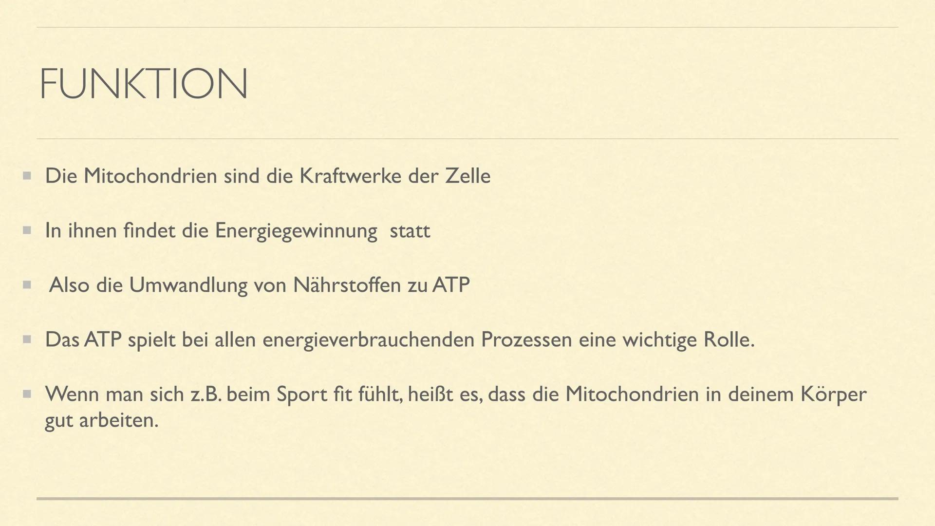 DIE MITOCHONDRIEN
Die Kraftwerke der Zelle MITOCHONDRIEN
Sie sind kleine Zellorganellen in tierischen und pflanzlichen Zellen
Sie kommen nur