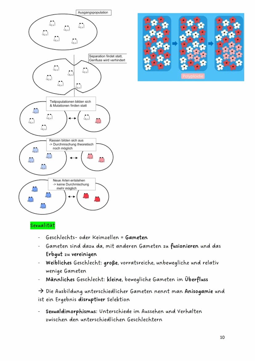 Glossar:
Evolution
Genetische
Variabilität
Genpool
Fitness
Genfluss
Panmixie
Harem
Divergenz
Konvergenz
Biodiversität
endemisch/
Endemiten
P