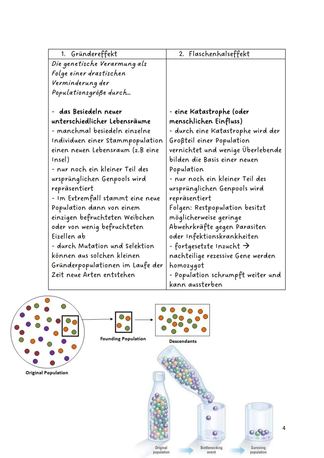 Glossar:
Evolution
Genetische
Variabilität
Genpool
Fitness
Genfluss
Panmixie
Harem
Divergenz
Konvergenz
Biodiversität
endemisch/
Endemiten
P