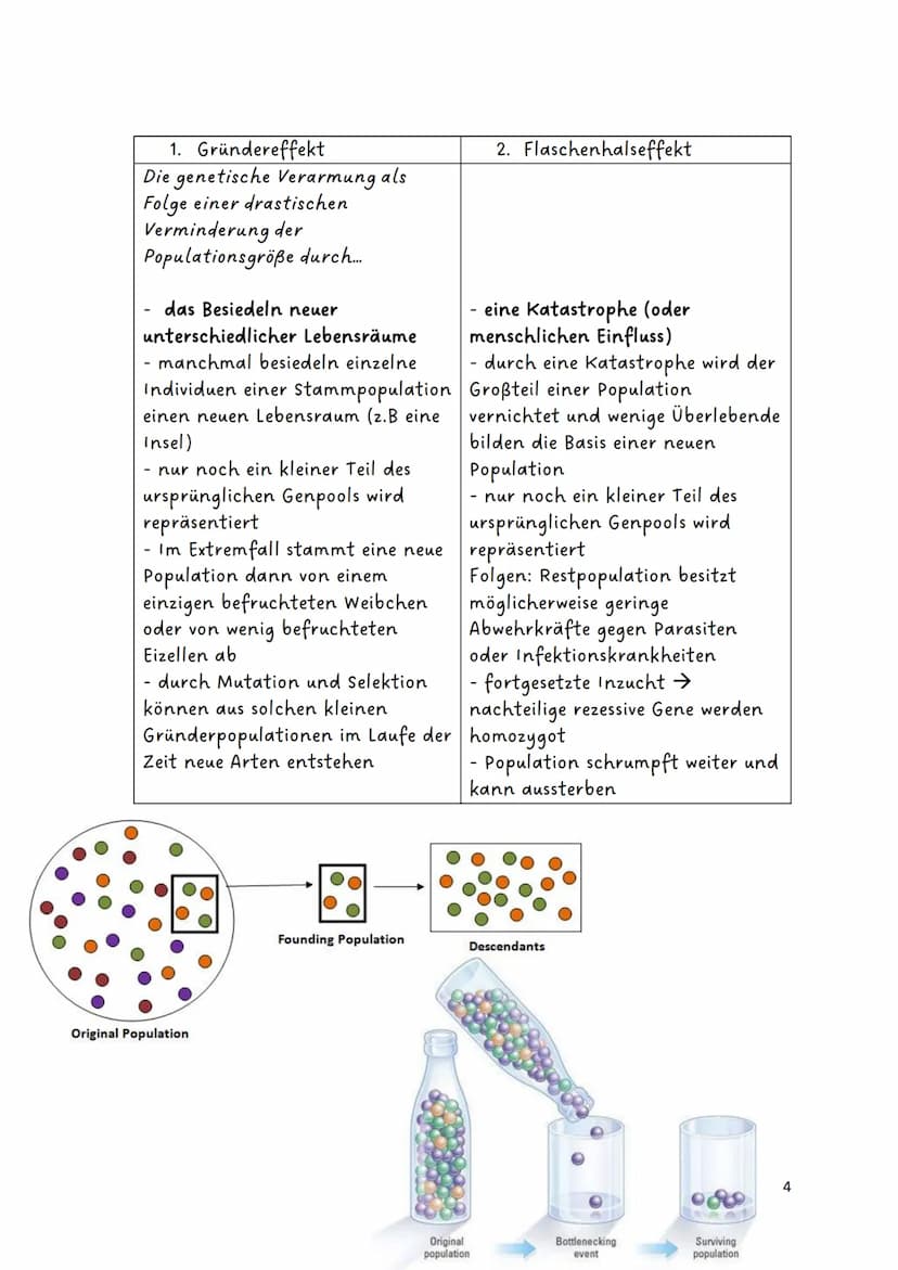 Glossar:
Evolution
Genetische
Variabilität
Genpool
Fitness
Genfluss
Panmixie
Harem
Divergenz
Konvergenz
Biodiversität
endemisch/
Endemiten
P
