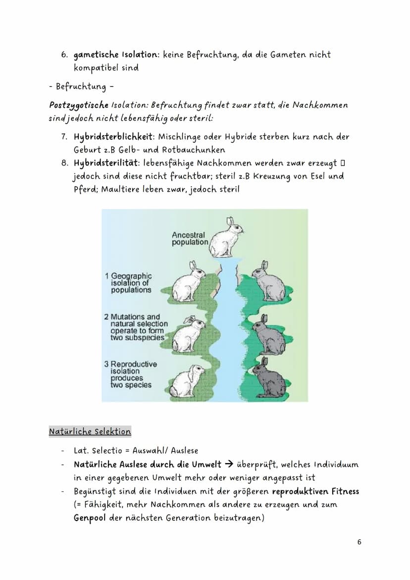 Glossar:
Evolution
Genetische
Variabilität
Genpool
Fitness
Genfluss
Panmixie
Harem
Divergenz
Konvergenz
Biodiversität
endemisch/
Endemiten
P