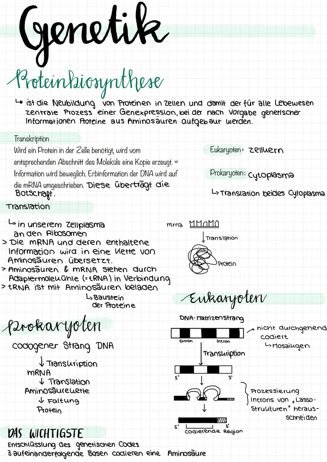 Genetik
Proteinkiosynthese
ist die Neubildung von Proteinen in Zellen und damit der für alle Lebewesen
zentrale Prozess einer Genexpression,