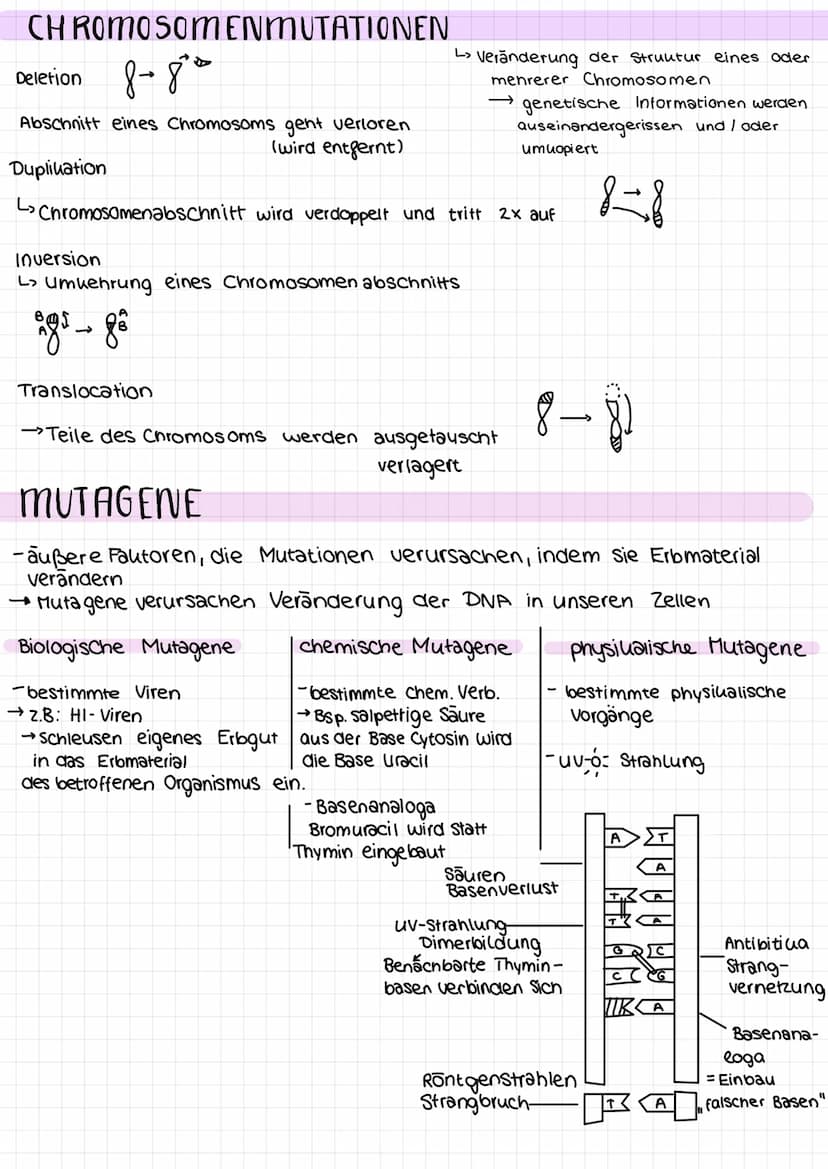 Genetik
Proteinkiosynthese
ist die Neubildung von Proteinen in Zellen und damit der für alle Lebewesen
zentrale Prozess einer Genexpression,