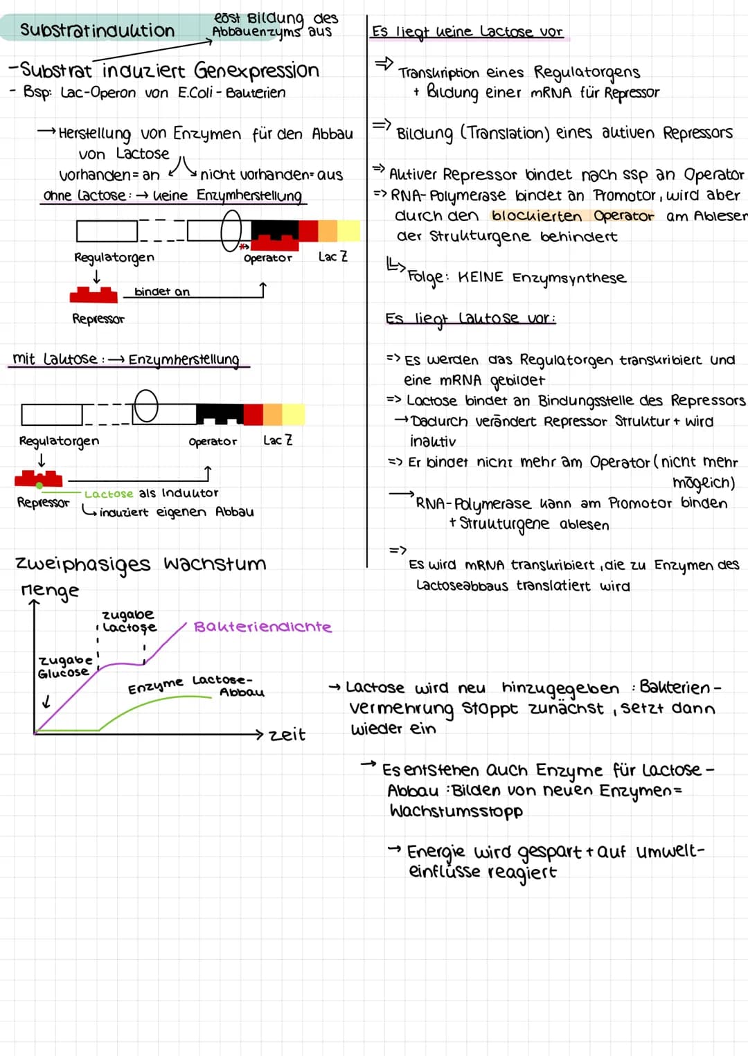 Genetik
Proteinkiosynthese
ist die Neubildung von Proteinen in Zellen und damit der für alle Lebewesen
zentrale Prozess einer Genexpression,
