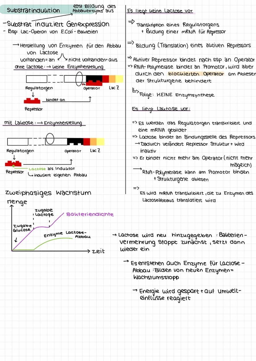 Genetik
Proteinkiosynthese
ist die Neubildung von Proteinen in Zellen und damit der für alle Lebewesen
zentrale Prozess einer Genexpression,