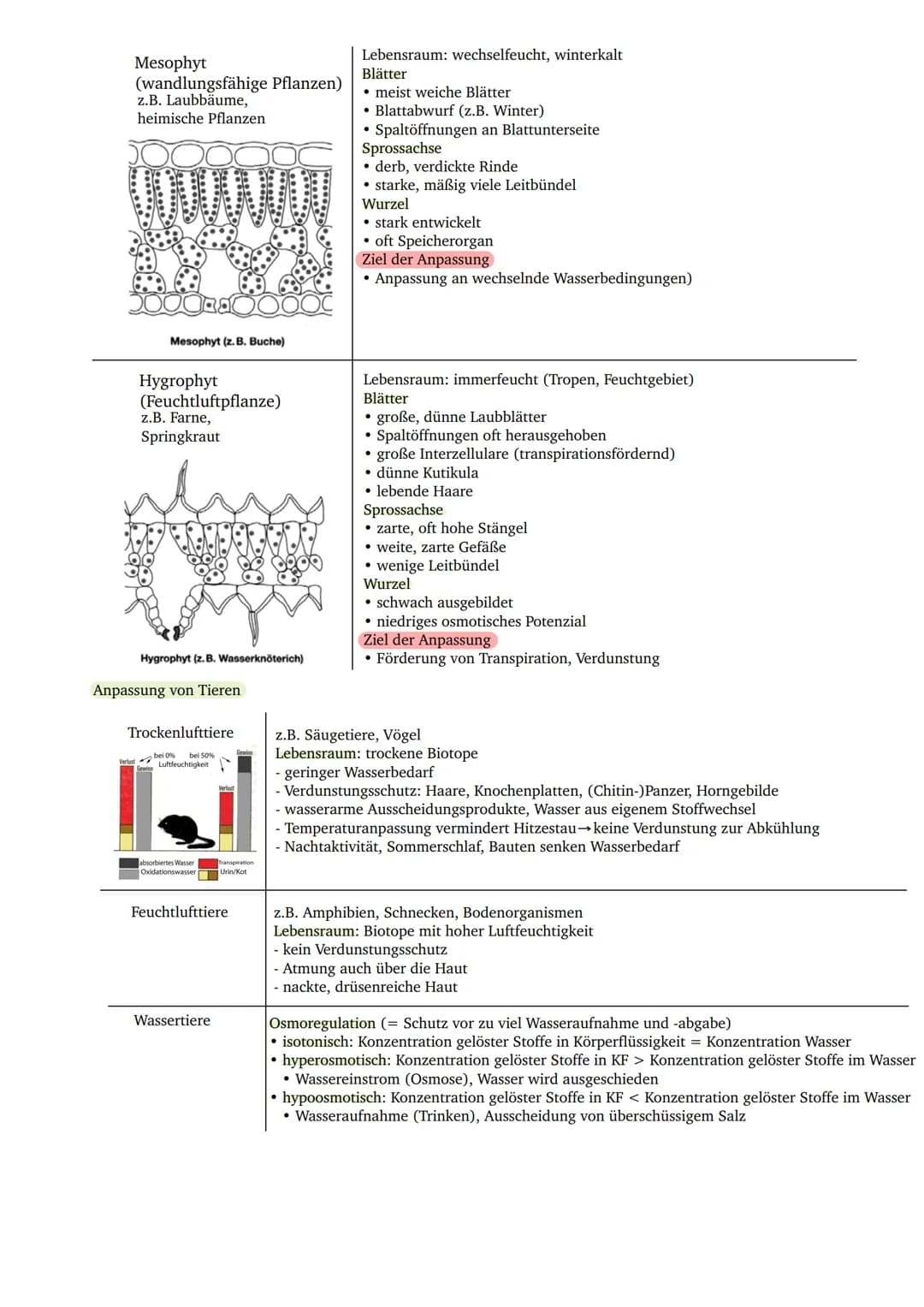 Biotische und Abiotische Faktoren: Beispiele und Tabelle für Kinder