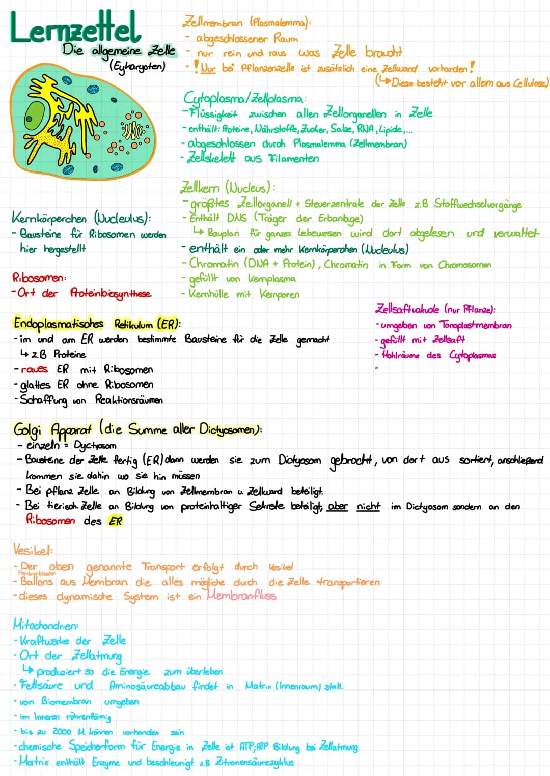 Lernzettel
Die allgemeine Zelle
(Eyharyoten)
O
M
Kernkörperchen (Nucleulus):
- Bausteine für Ribosomen werden
hier hergestellt
Ribosomen:
-O