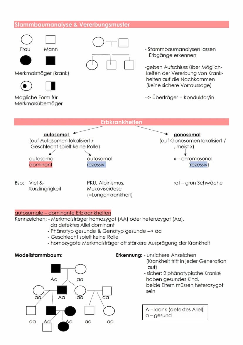 Ursache: - Mutation
- Rekombinationen
Ausnahme: - eineigige Zwillinge
Vererbung des Geschlechtes
Körperzelle
Keimzelle
Befruchtete
Eizelle
A