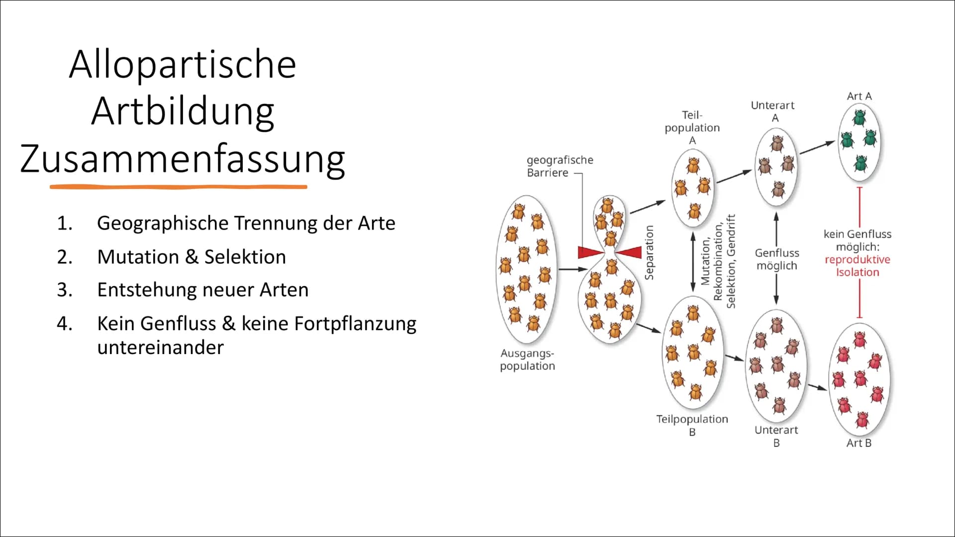 Allopatrische und
Sympatrische Artbildung
Vortrag von Celine Hintz ●
Was ist eine Art ?
Allopatrische Artbildung
Erklärung (Einstieg)
Ablauf