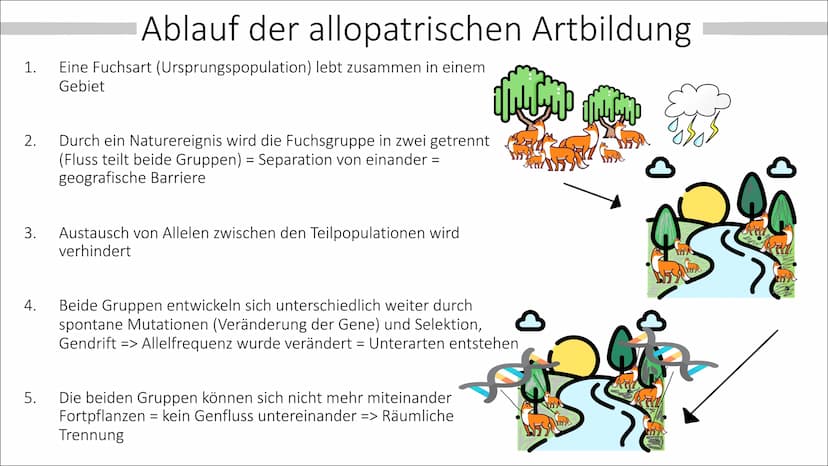 Allopatrische und
Sympatrische Artbildung
Vortrag von Celine Hintz ●
Was ist eine Art ?
Allopatrische Artbildung
Erklärung (Einstieg)
Ablauf
