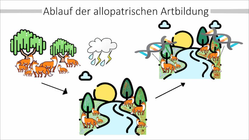 Allopatrische und
Sympatrische Artbildung
Vortrag von Celine Hintz ●
Was ist eine Art ?
Allopatrische Artbildung
Erklärung (Einstieg)
Ablauf