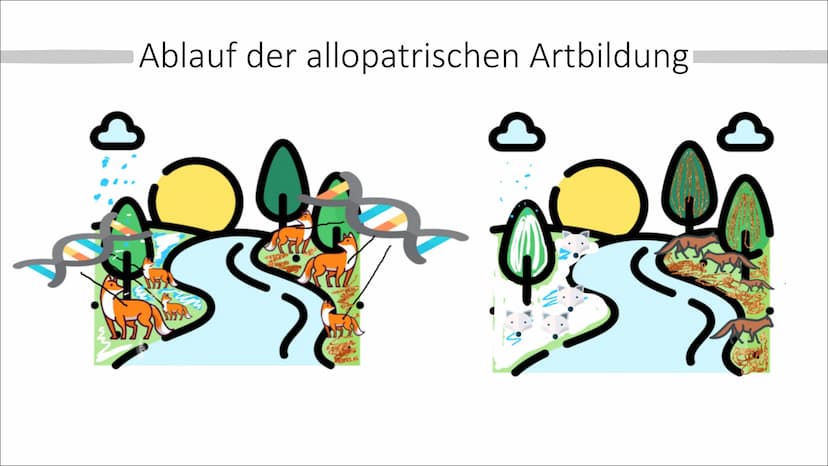 Allopatrische und
Sympatrische Artbildung
Vortrag von Celine Hintz ●
Was ist eine Art ?
Allopatrische Artbildung
Erklärung (Einstieg)
Ablauf