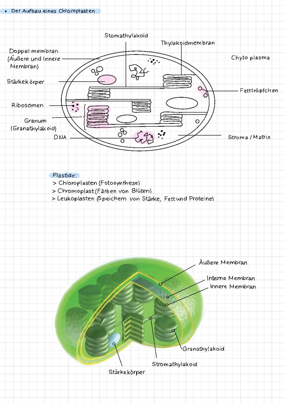 Alles über Chloroplasten: Aufbau, Funktion und mehr!